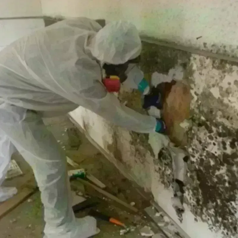 Mold Remediation and Removal in Licking County, OH